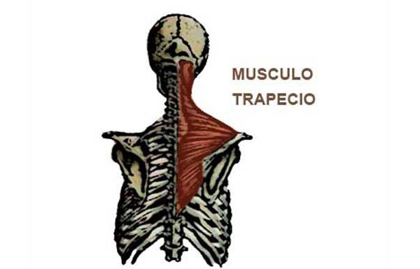 musculo trapecio